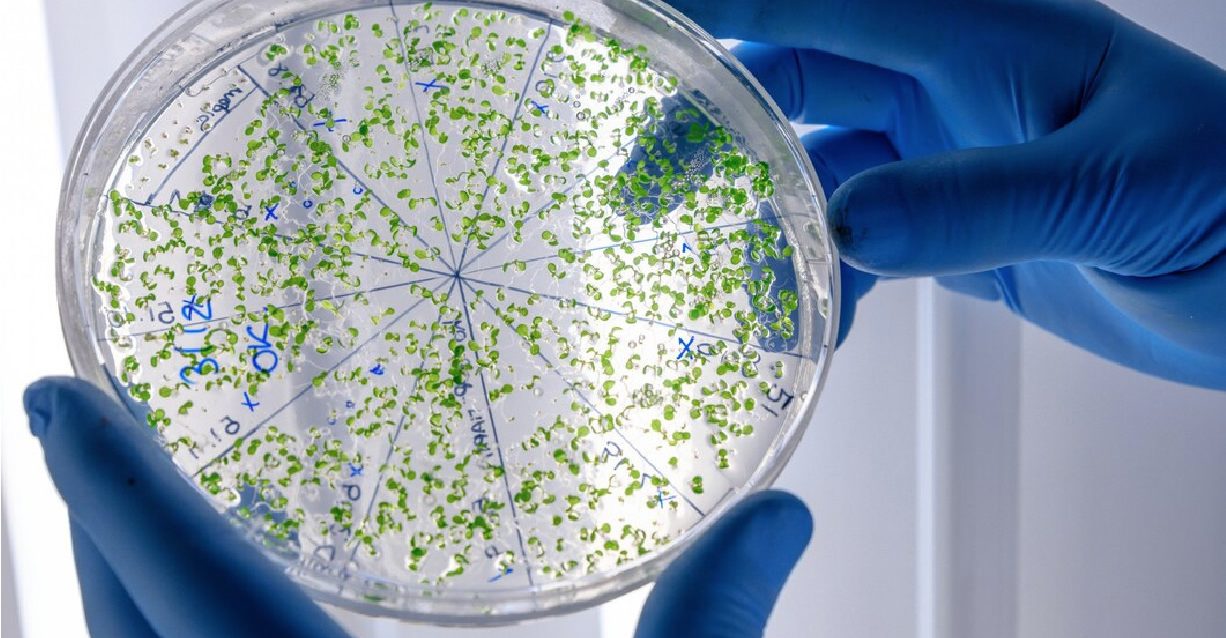 Conferência Microscopia nas Fronteiras da Ciência edição de 2023
