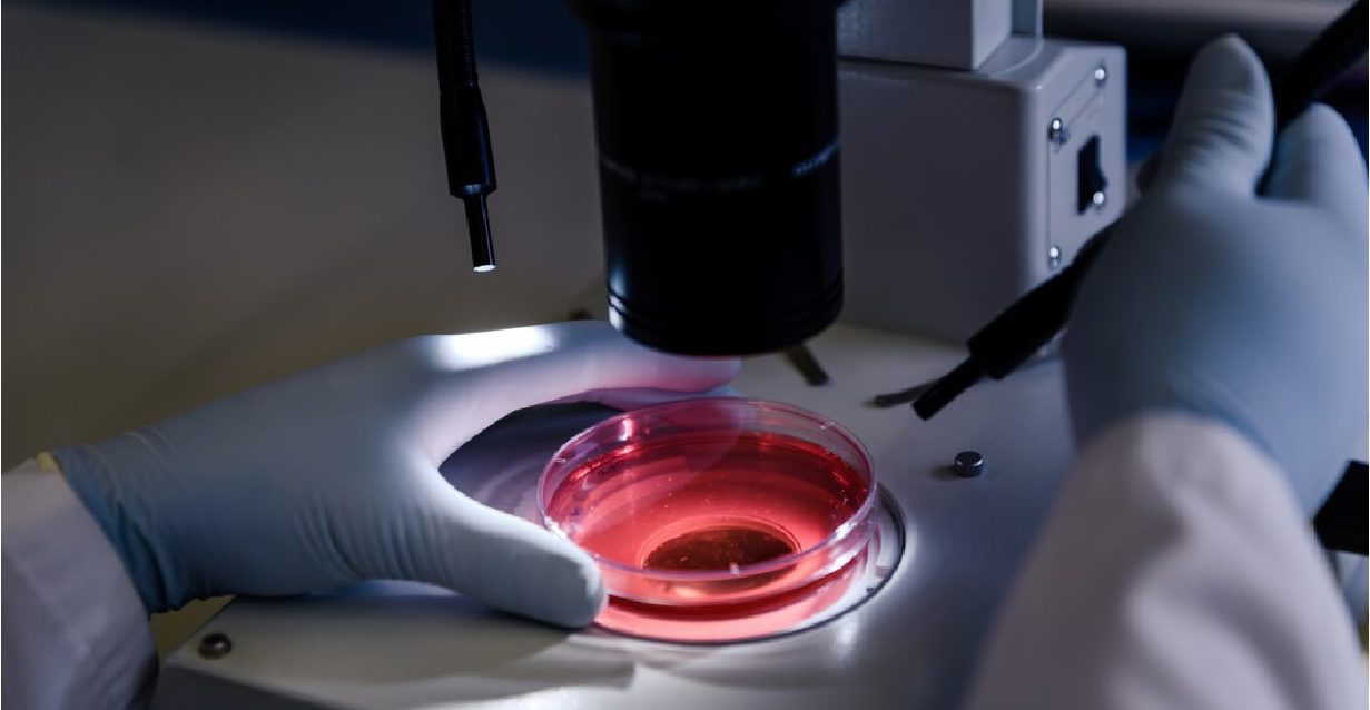 Congresso da sociedade portuguesa de microscopia será realizado em setembro
